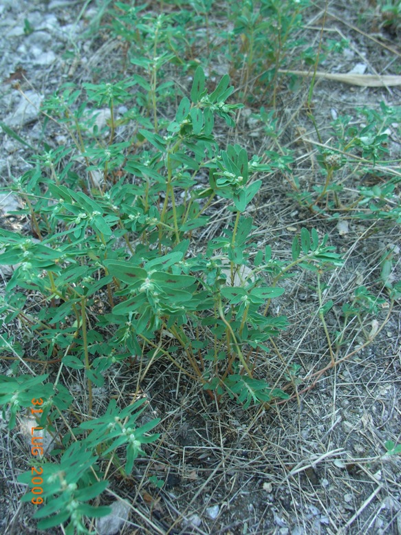 Euphorbia maculata / Euphorbia macchiata